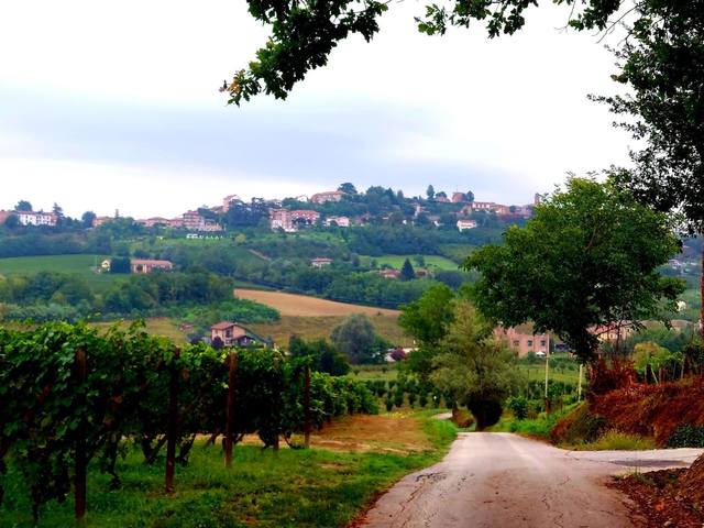 Agliano Terme | Camminata Nordic Walking sulle colline di Agliano Terme